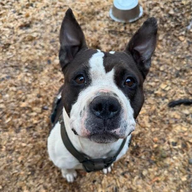 Enlarge Rosa (Adoption Fee SPONSORED!), a Adoptable Mixed Breed in Alabaster, AL image 2/6