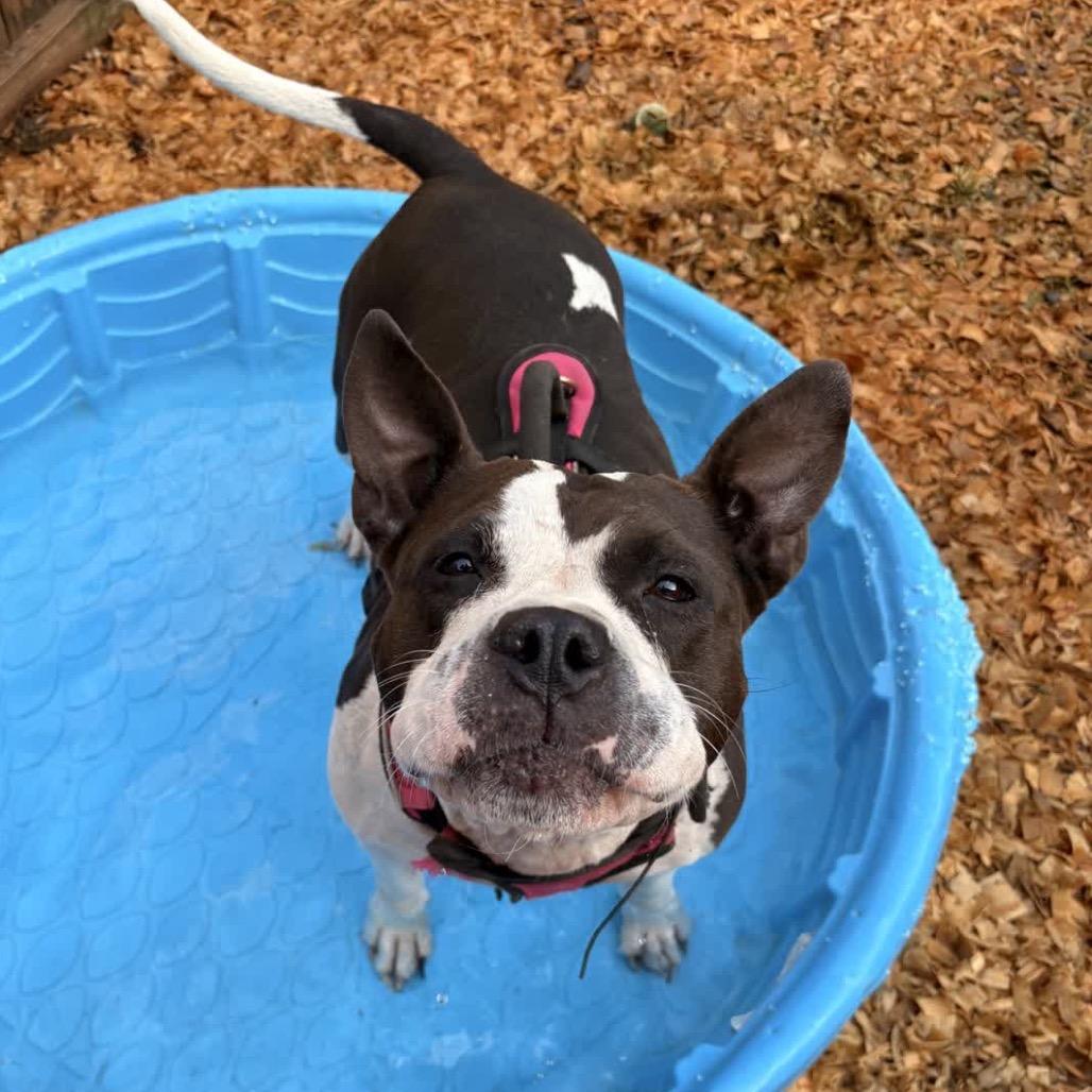 Enlarge Rosa (Adoption Fee SPONSORED!), a Adoptable Mixed Breed in Alabaster, AL image 3/6