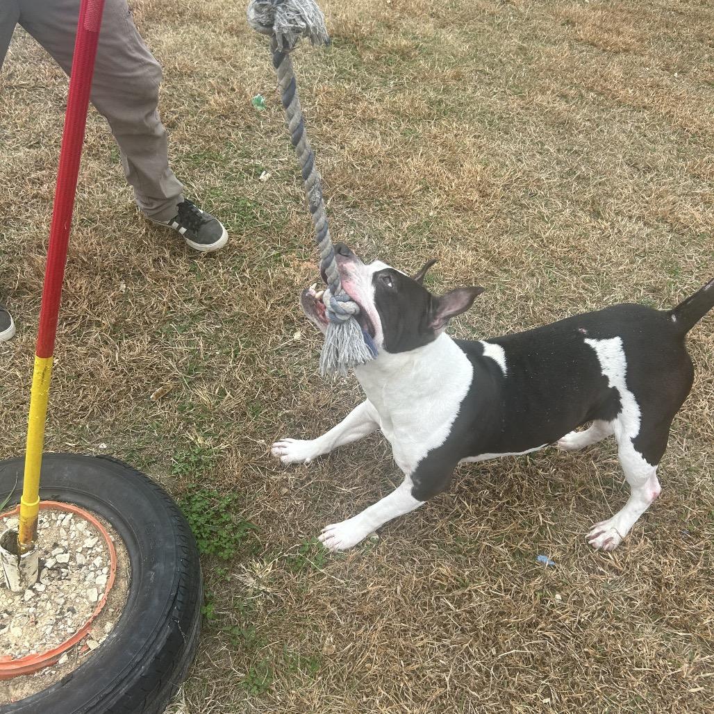 Rosalita, Adoptable, Adult Female Mixed Breed.