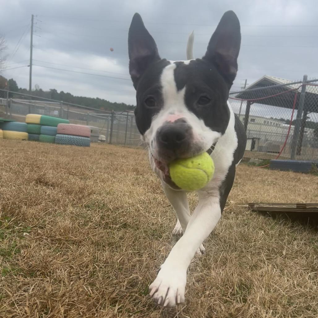 Enlarge Rosalita, a Adoptable Mixed Breed in Alabaster, AL image 3/6