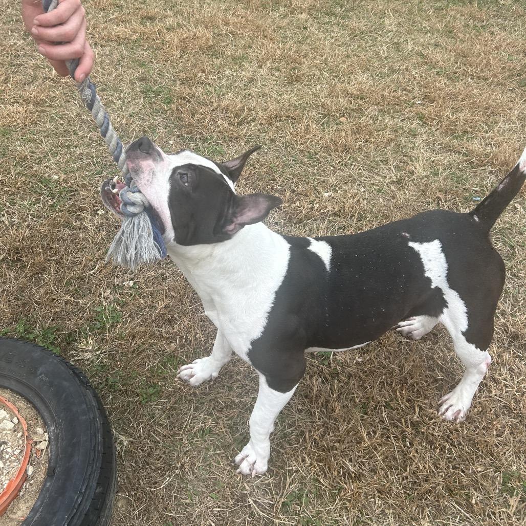 Enlarge Rosalita, a Adoptable Mixed Breed in Alabaster, AL image 4/6