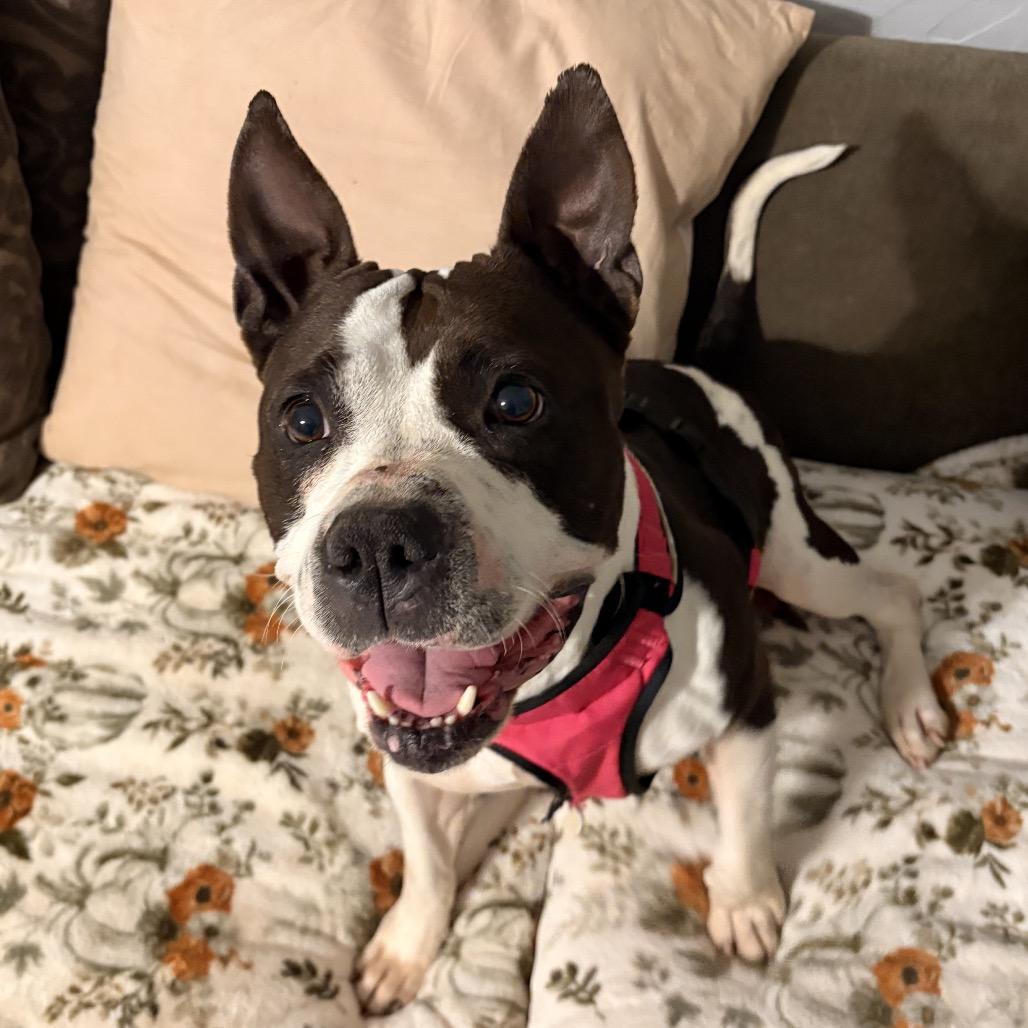 Enlarge Rosalita, a Adoptable Mixed Breed in Alabaster, AL image 5/6