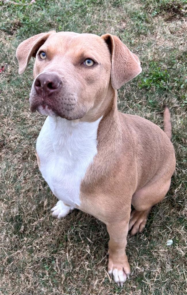 Simba, Adoptable, Young Male Pit Bull Terrier.