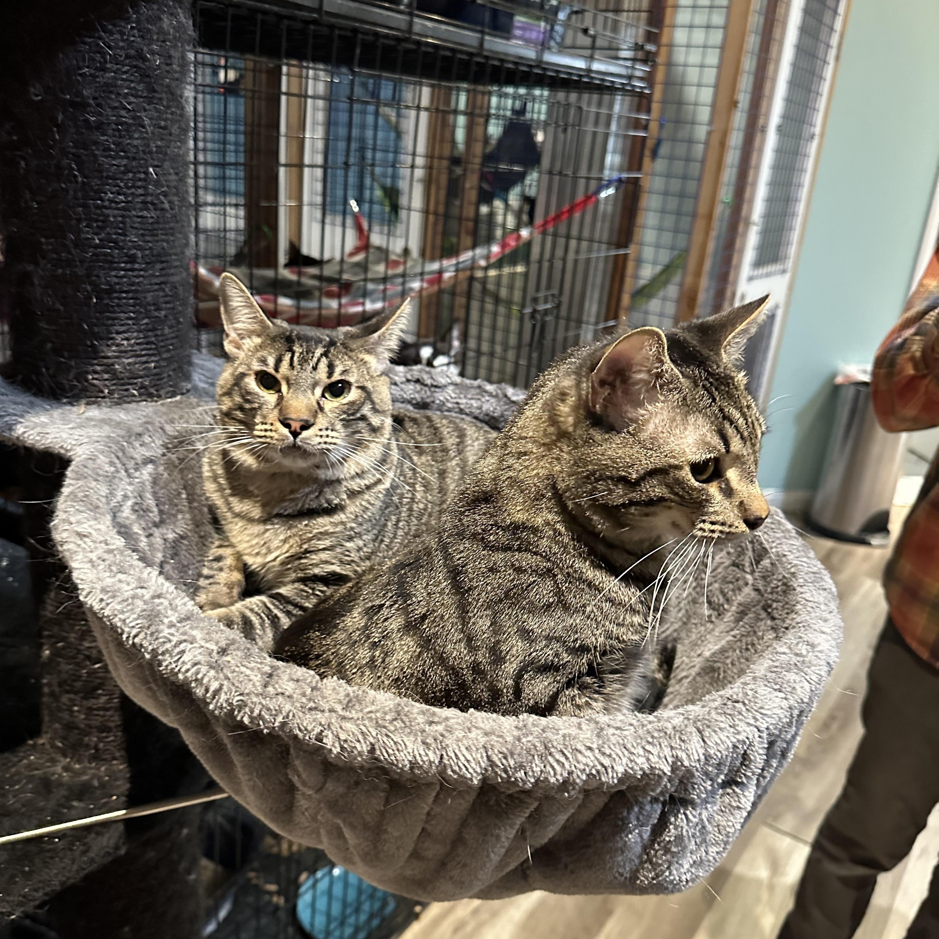 Ben and Jerry ( Bonded Brothers) photo 3