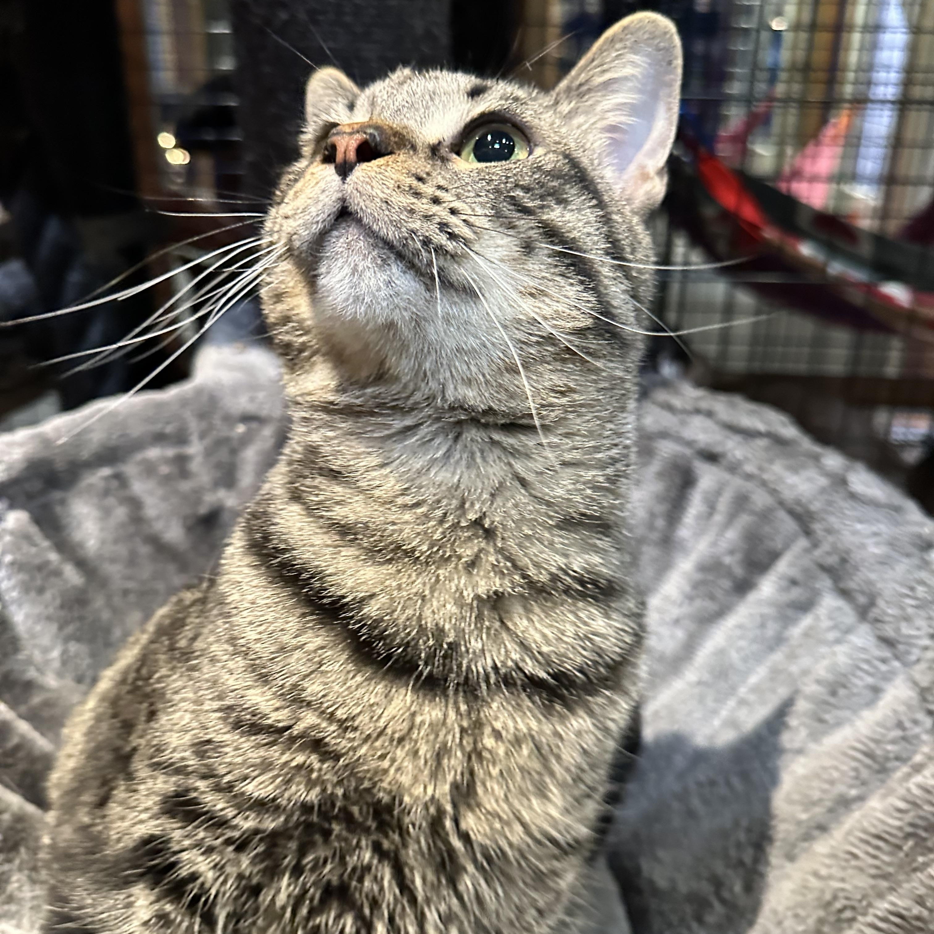 Ben and Jerry ( Bonded Brothers), Young Male Tabby