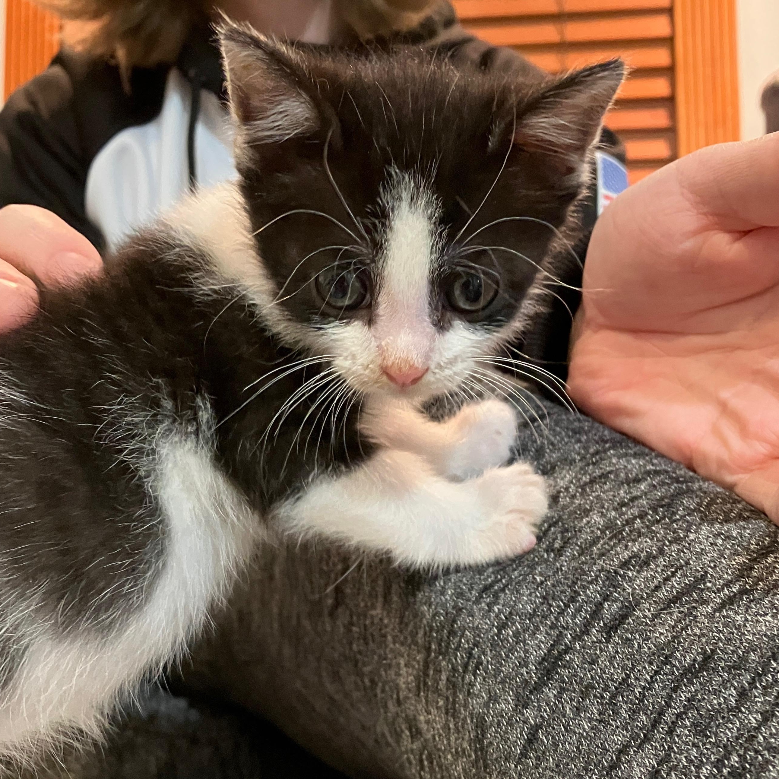 Enlarge Misty, a Adoptable mixed breed in Mastic beach, NY image 2/3