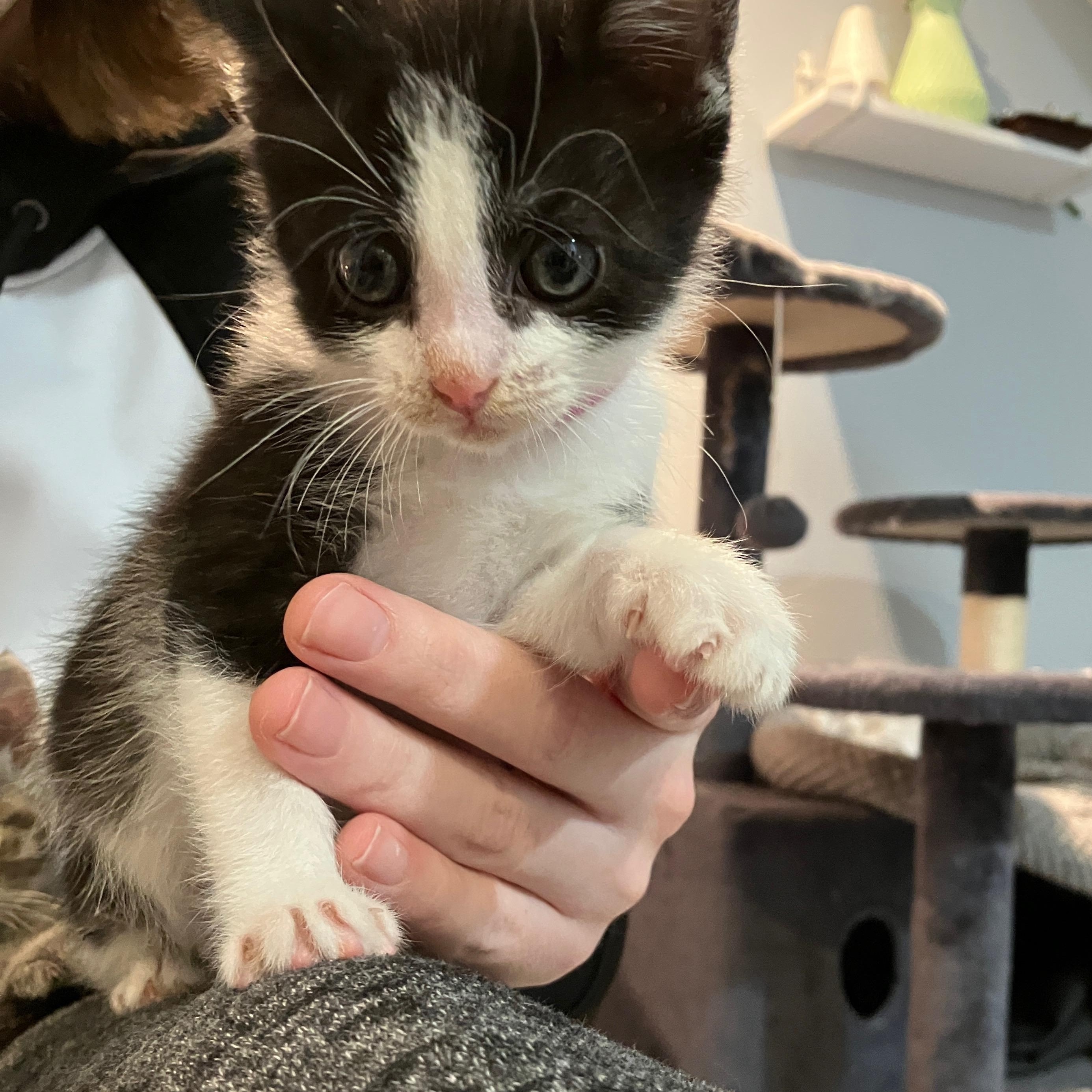 Enlarge Misty, a Adoptable mixed breed in Mastic beach, NY image 3/3