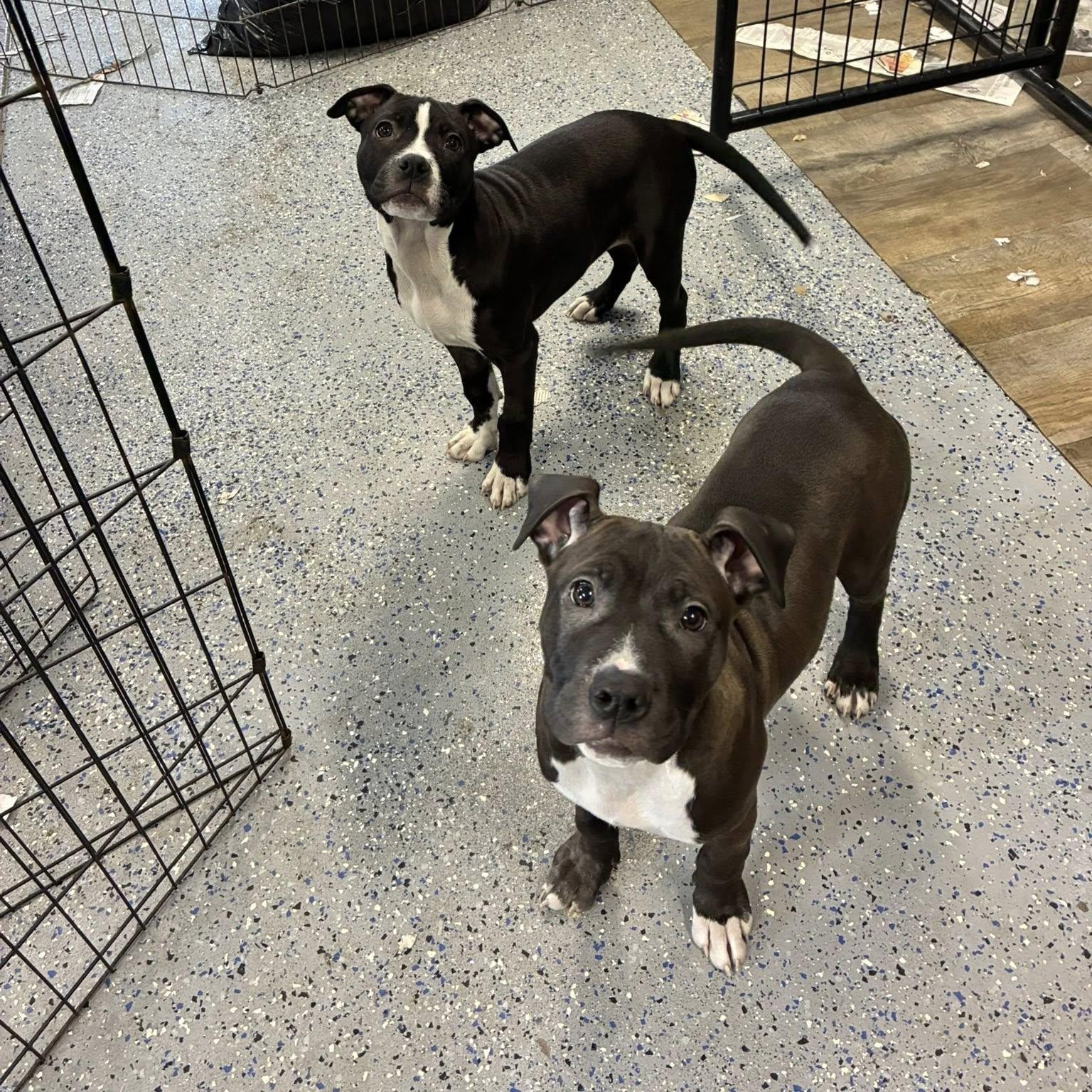 Faygo Litter puppies, adopted, Puppy Female Pit Bull Terrier & American Bulldog.