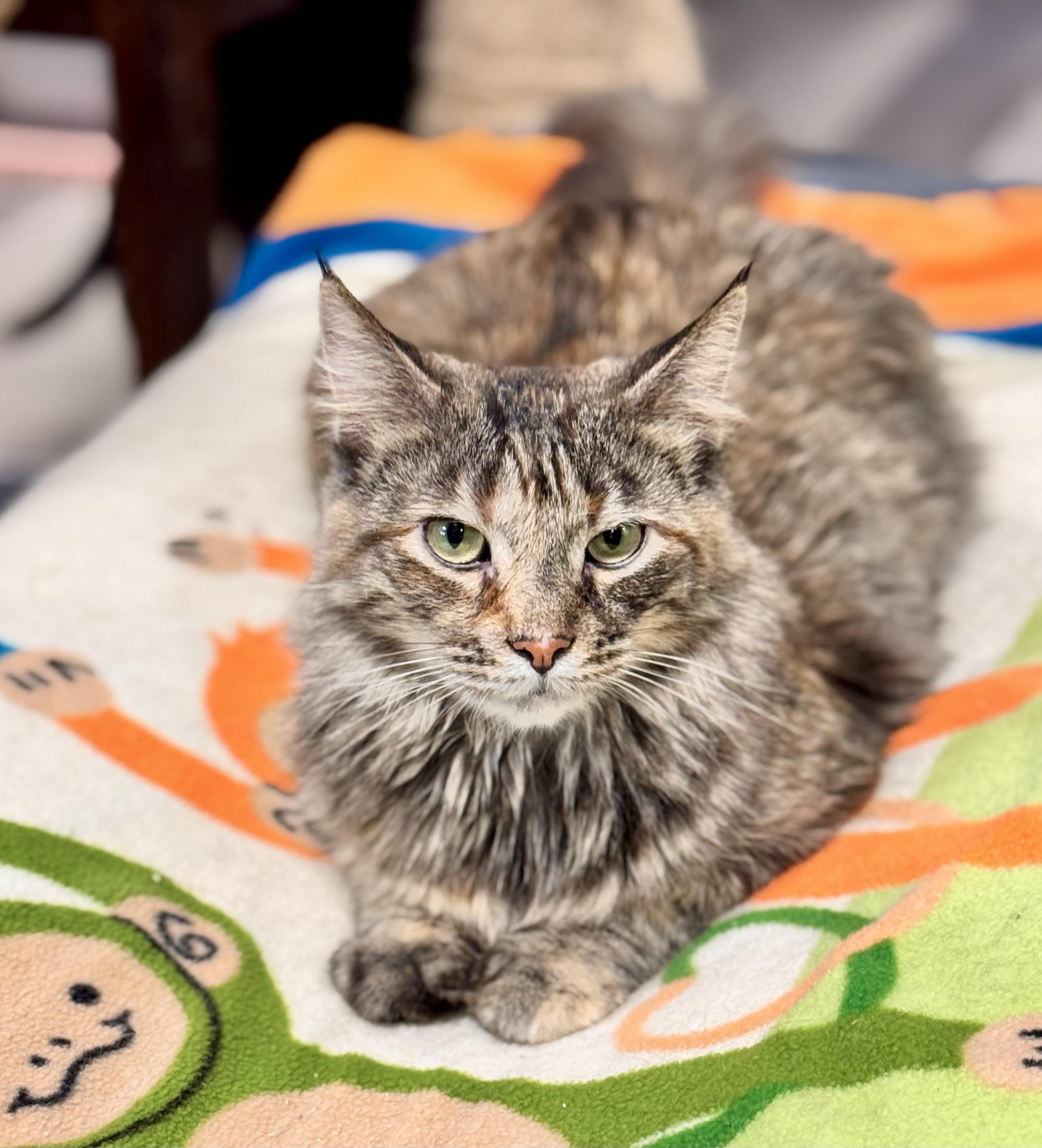 Josie, ADOPTABLE, Adult Female Domestic Medium Hair.