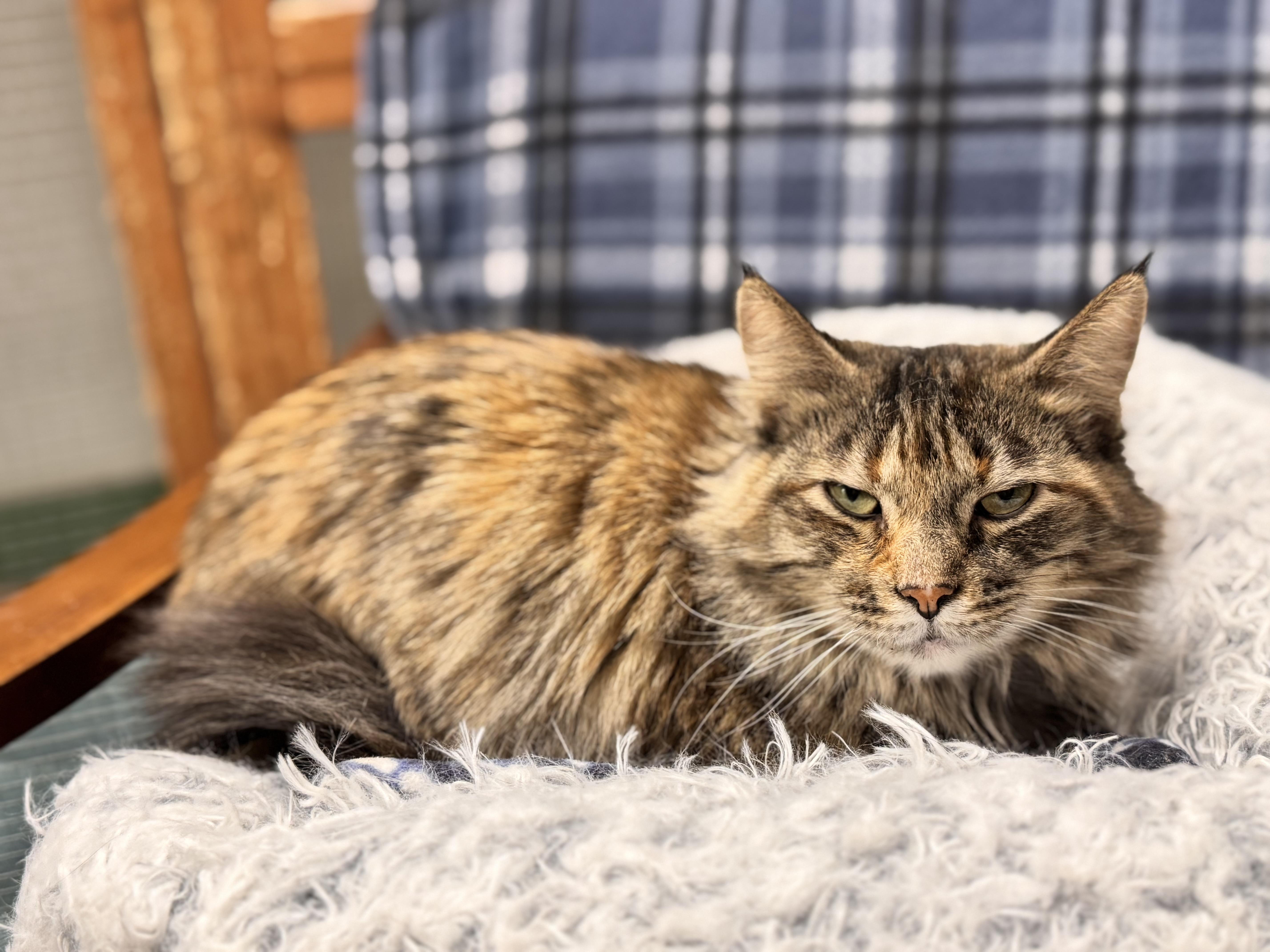 Enlarge Josie, a ADOPTABLE Domestic Medium Hair in Erie, PA image 3/3