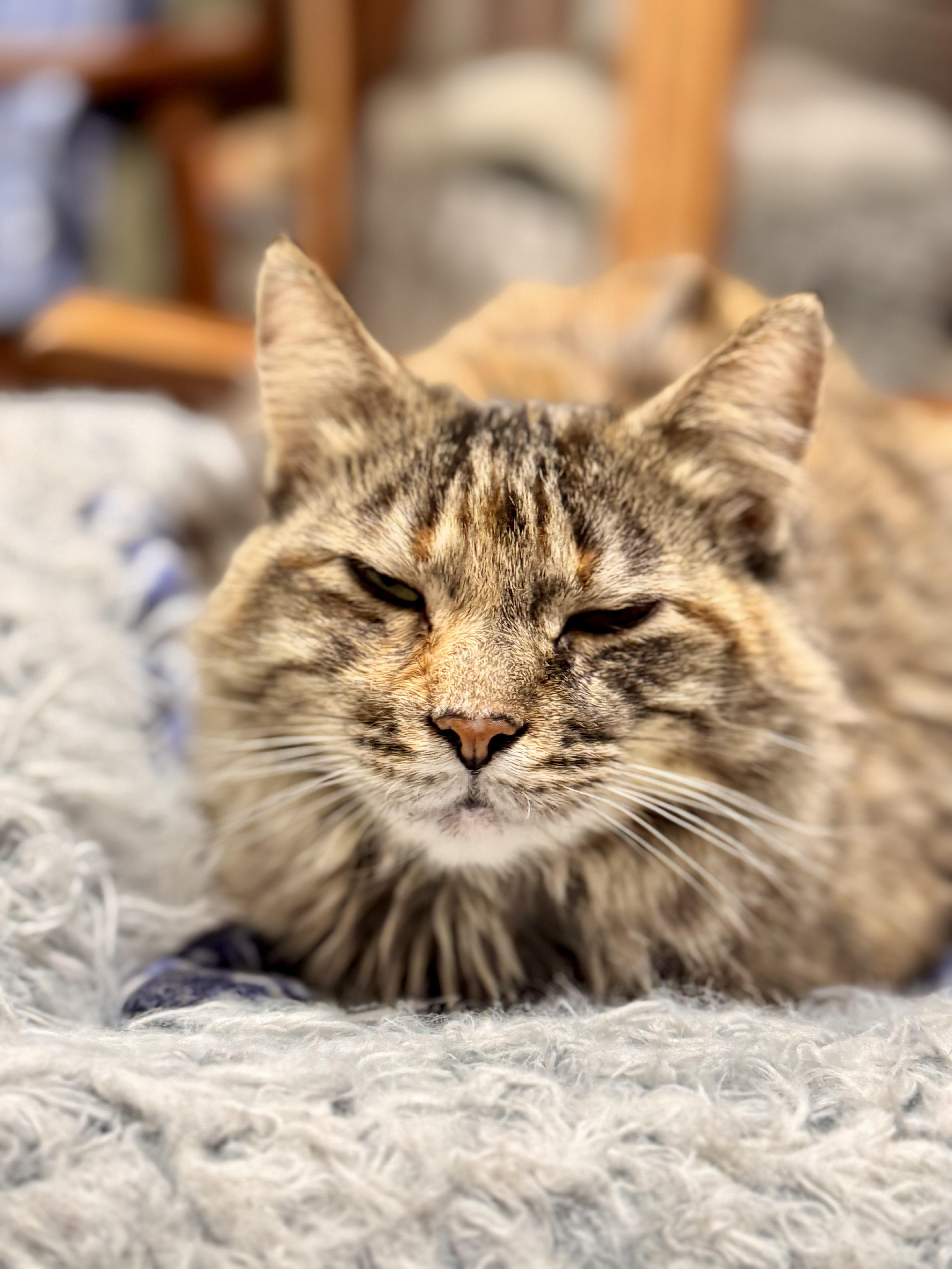 Enlarge Josie, a ADOPTABLE Domestic Medium Hair in Erie, PA image 2/3