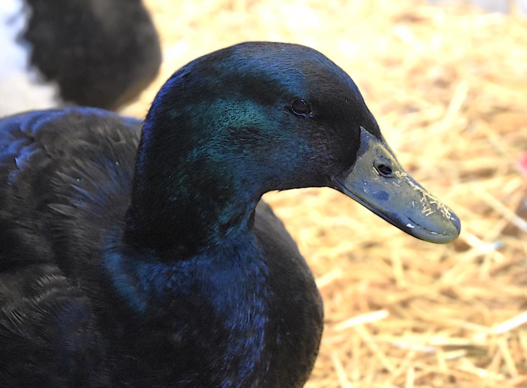 Enlarge PIP, a Adoptable Duck in Loveland, CO image 1/1