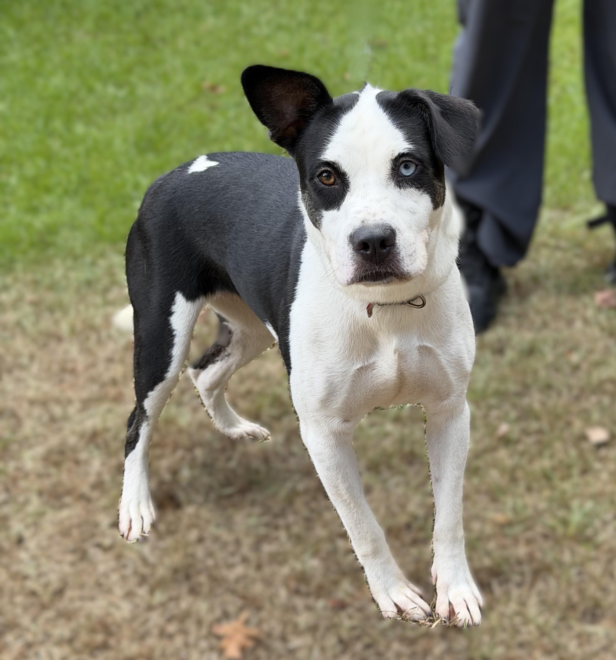 Enlarge Abigail Marston, a ADOPTABLE mixed breed in Slidell, LA image 3/4