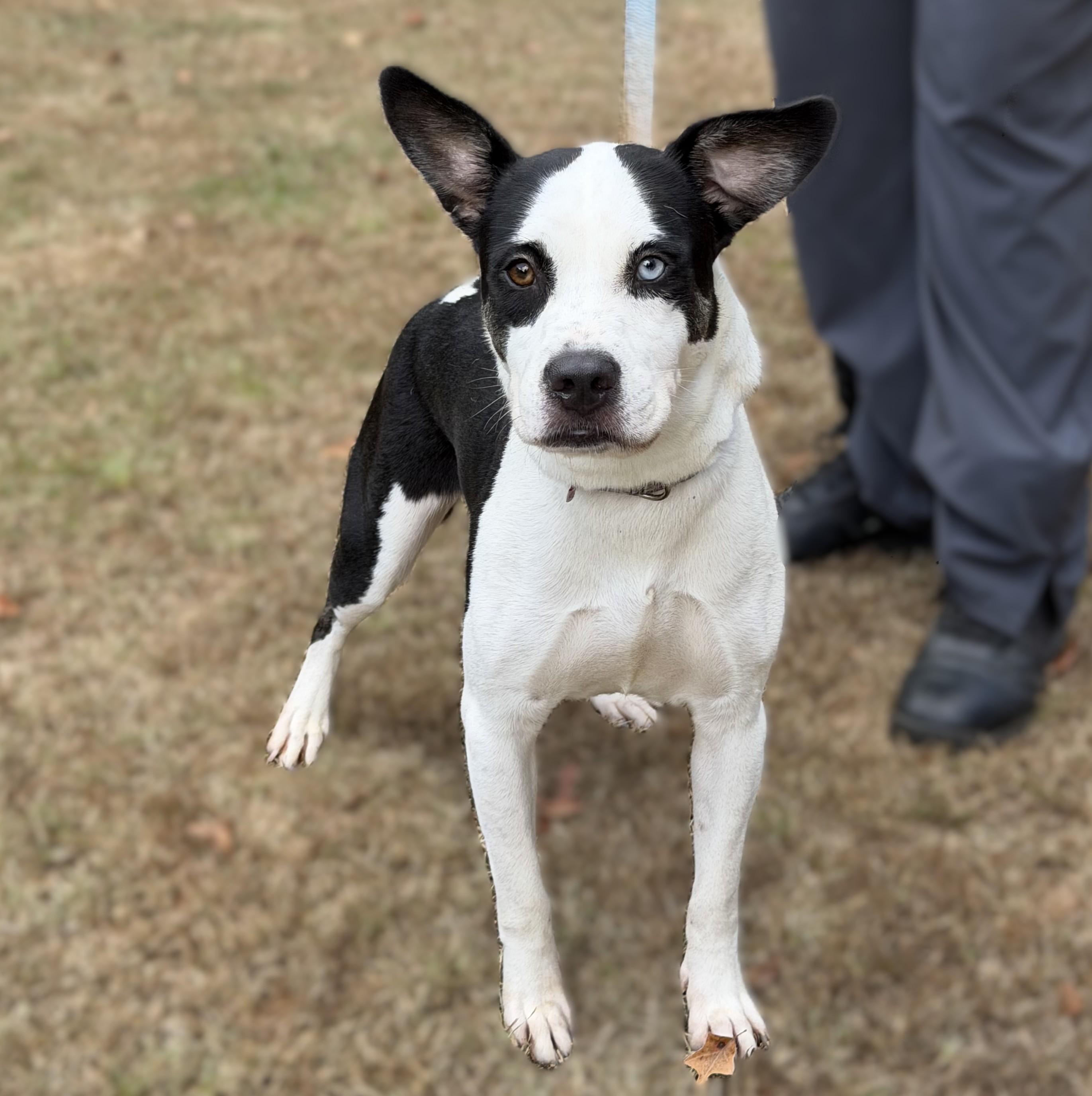 Enlarge Abigail Marston, a ADOPTABLE mixed breed in Slidell, LA image 1/4