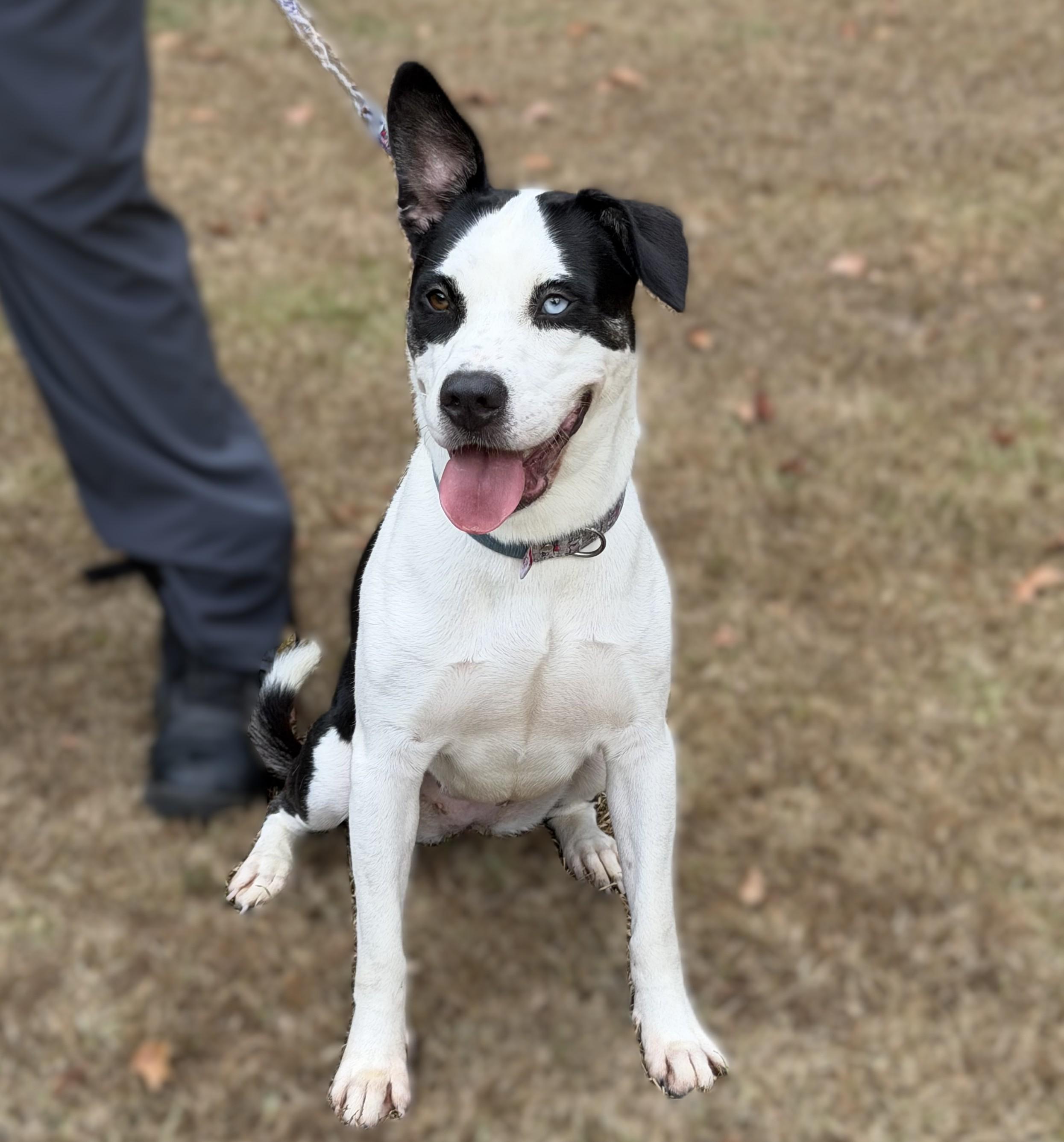 Enlarge Abigail Marston, a ADOPTABLE mixed breed in Slidell, LA image 4/4