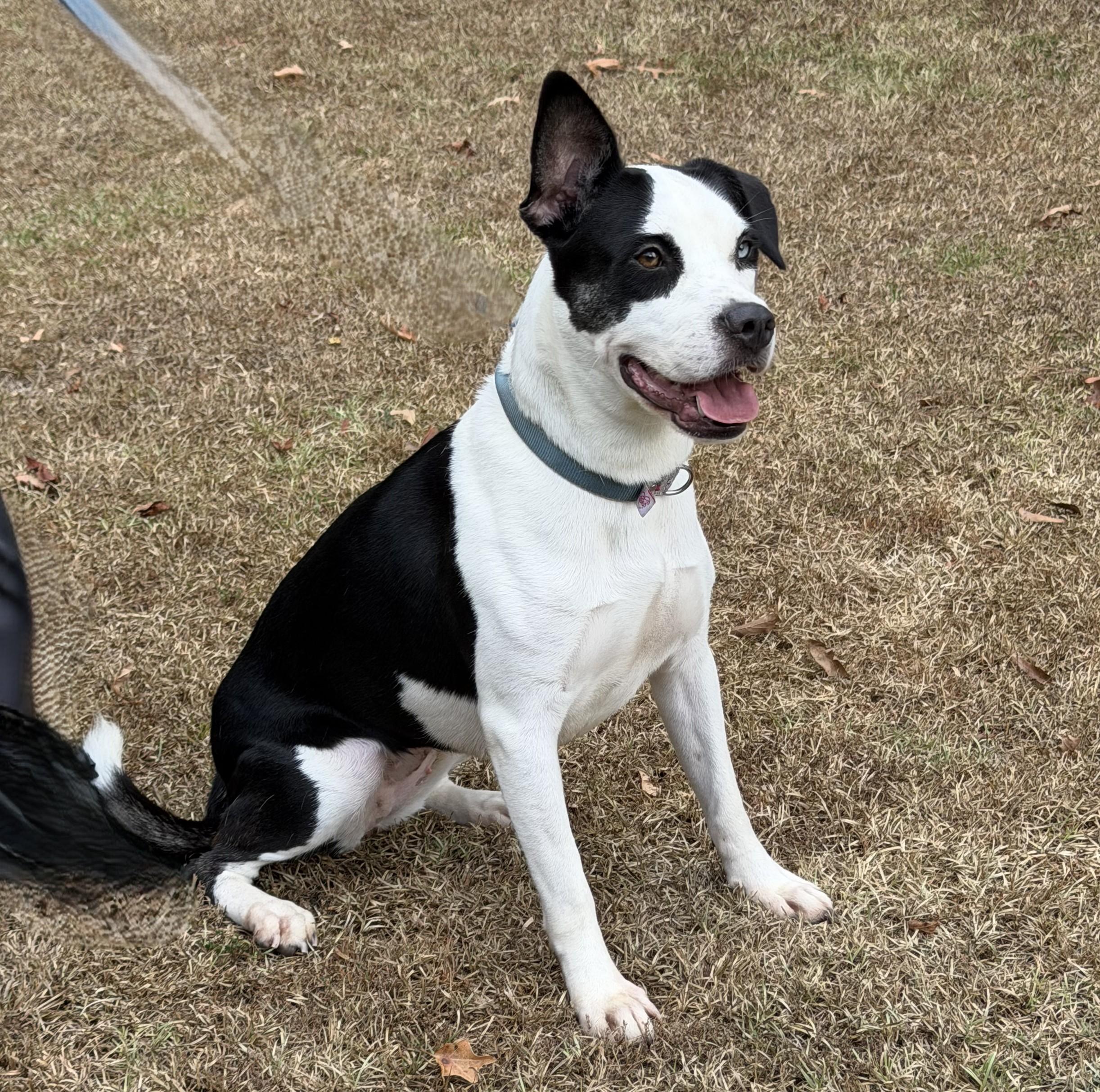 Enlarge Abigail Marston, a ADOPTABLE mixed breed in Slidell, LA image 2/4