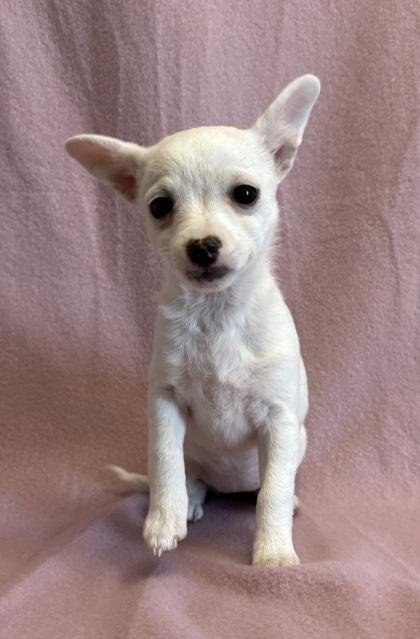 Theresa , adopted, Puppy Female Chihuahua & Shih Tzu.