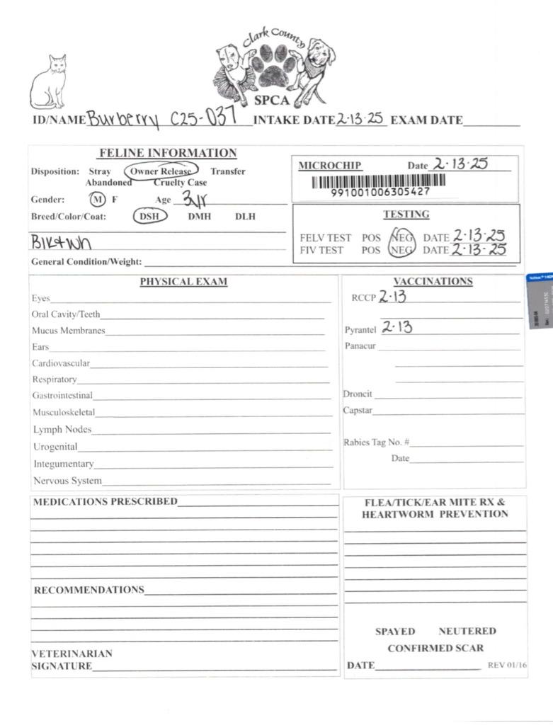 Burberry thumbnail 2