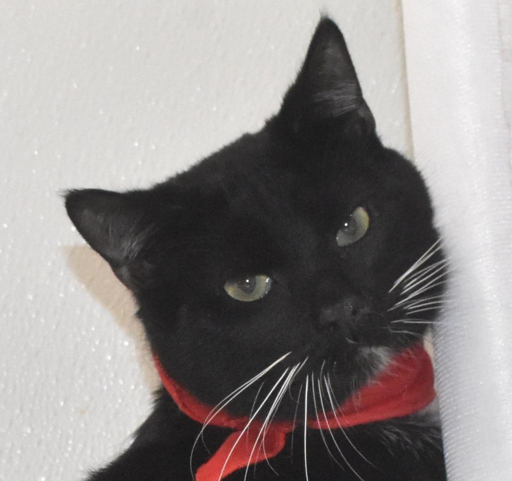 Burberry thumbnail 3