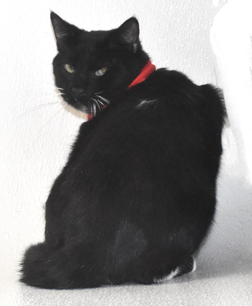 Burberry thumbnail 4