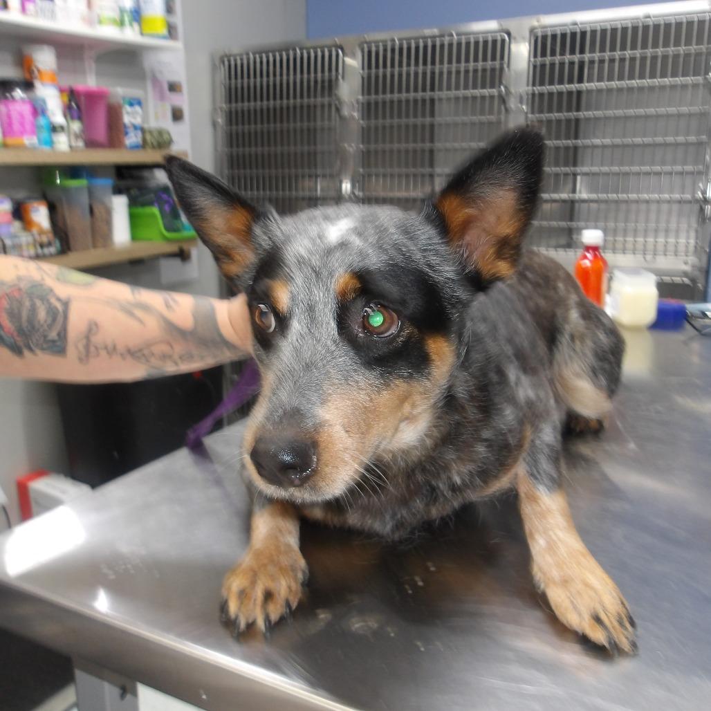 Enlarge Bella, a Adoptable mixed breed in Marble, NC image 1/1