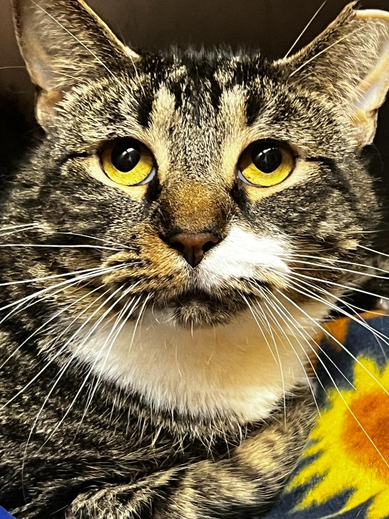 Enlarge Chewy, a Adoptable mixed breed in Sebastian, FL image 1/1