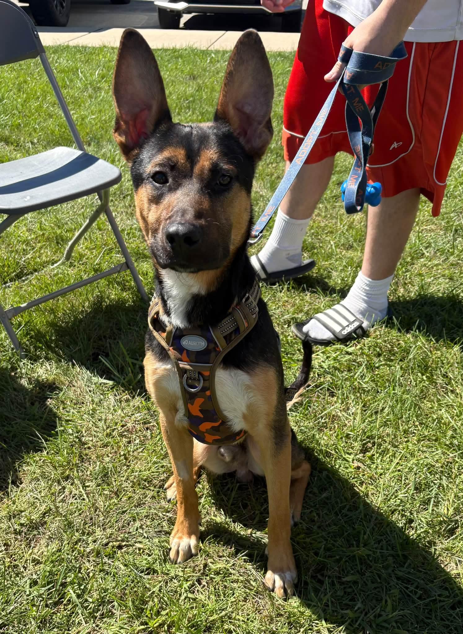 Enlarge BELLTHAZAR, a Adopted mixed breed in Vandergrift, PA image 3/3