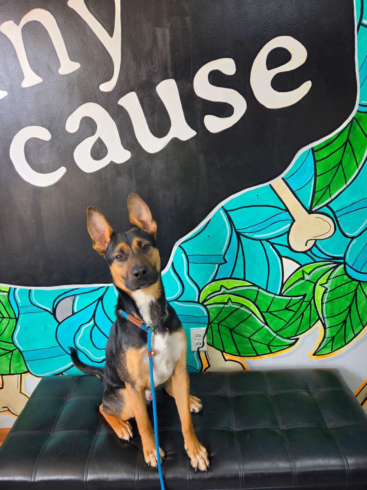 BELLTHAZAR, Adopted, Puppy Male Shepherd.