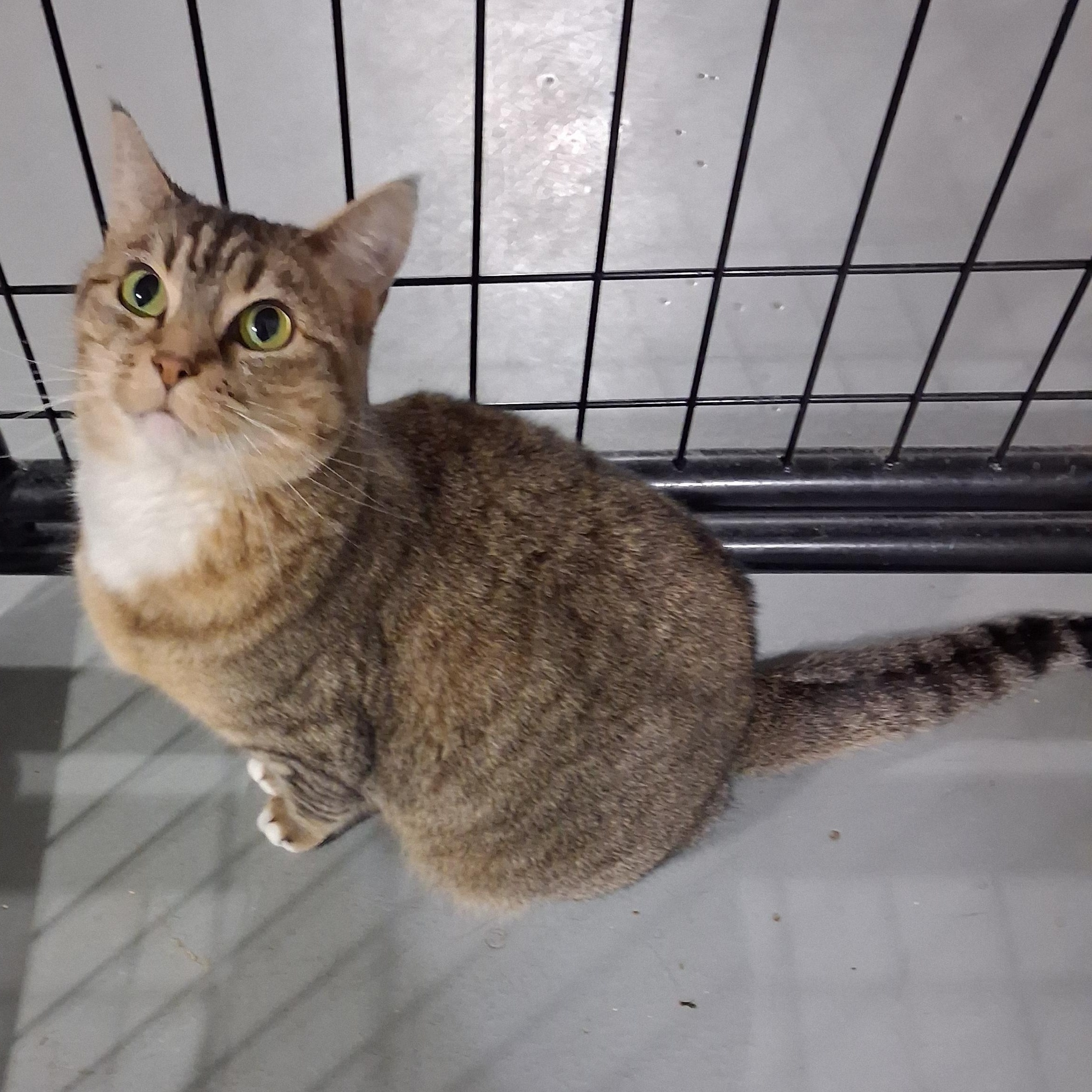 Enlarge Kit, a Adoptable Domestic Short Hair in Iowa Falls, IA image 1/3