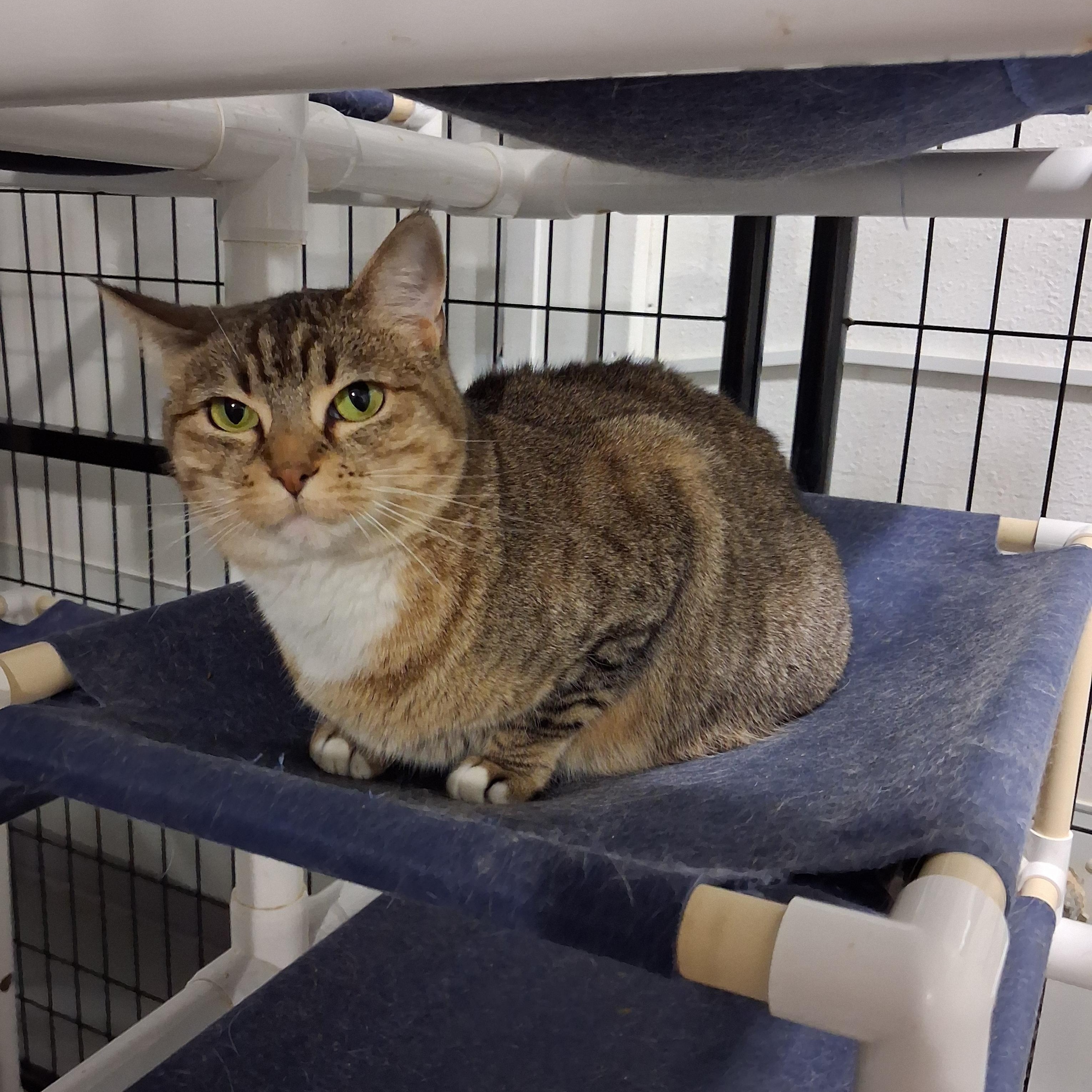 Enlarge Kit, a Adoptable Domestic Short Hair in Iowa Falls, IA image 3/3