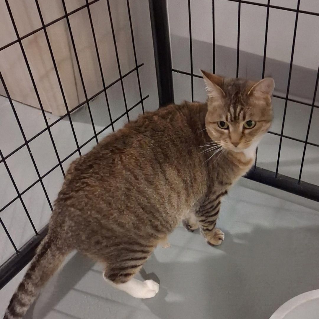 Enlarge Kit, a Adoptable Domestic Short Hair in Iowa Falls, IA image 2/3