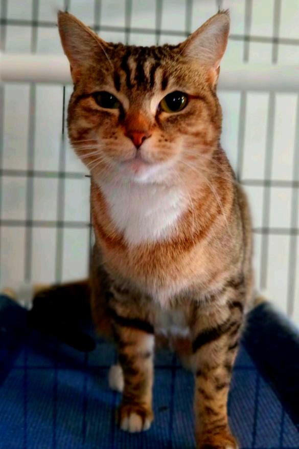 Enlarge Kit, a ADOPTABLE Domestic Short Hair in Iowa Falls, IA image 1/1