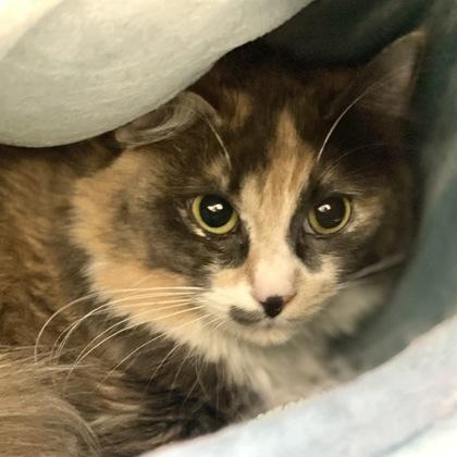Cider, Adoptable, Adult Female Domestic Medium Hair & Domestic Short Hair.