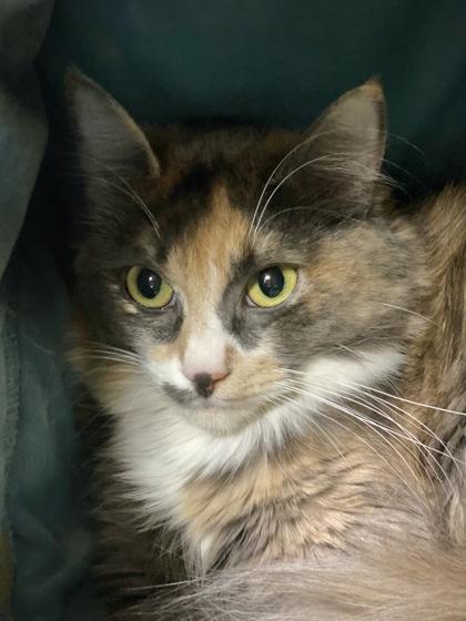 Cider, a Adoptable mixed breed in Burlington, WA image 2/2