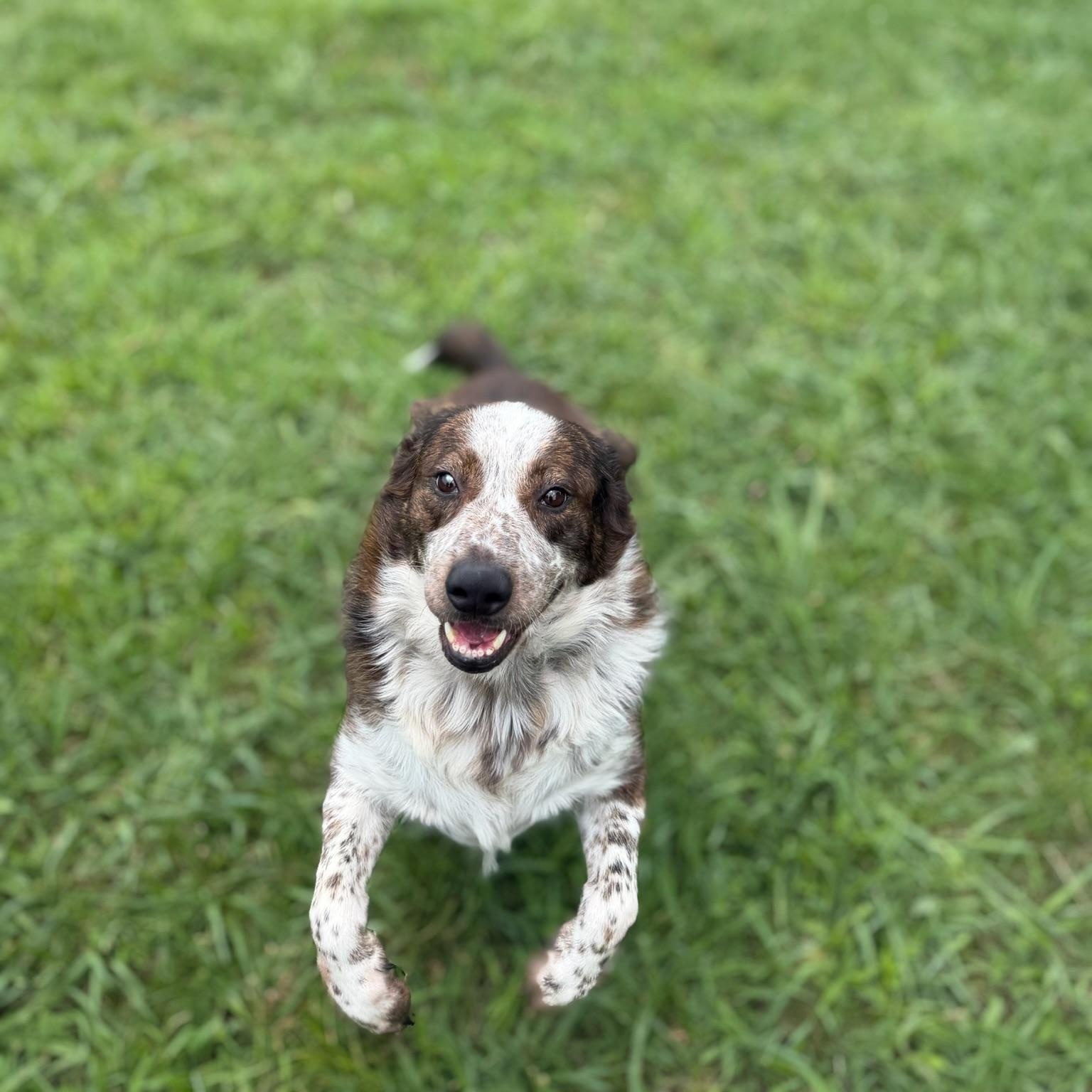 Gambit, a ADOPTABLE mixed breed in Lebanon, TN image 5/6
