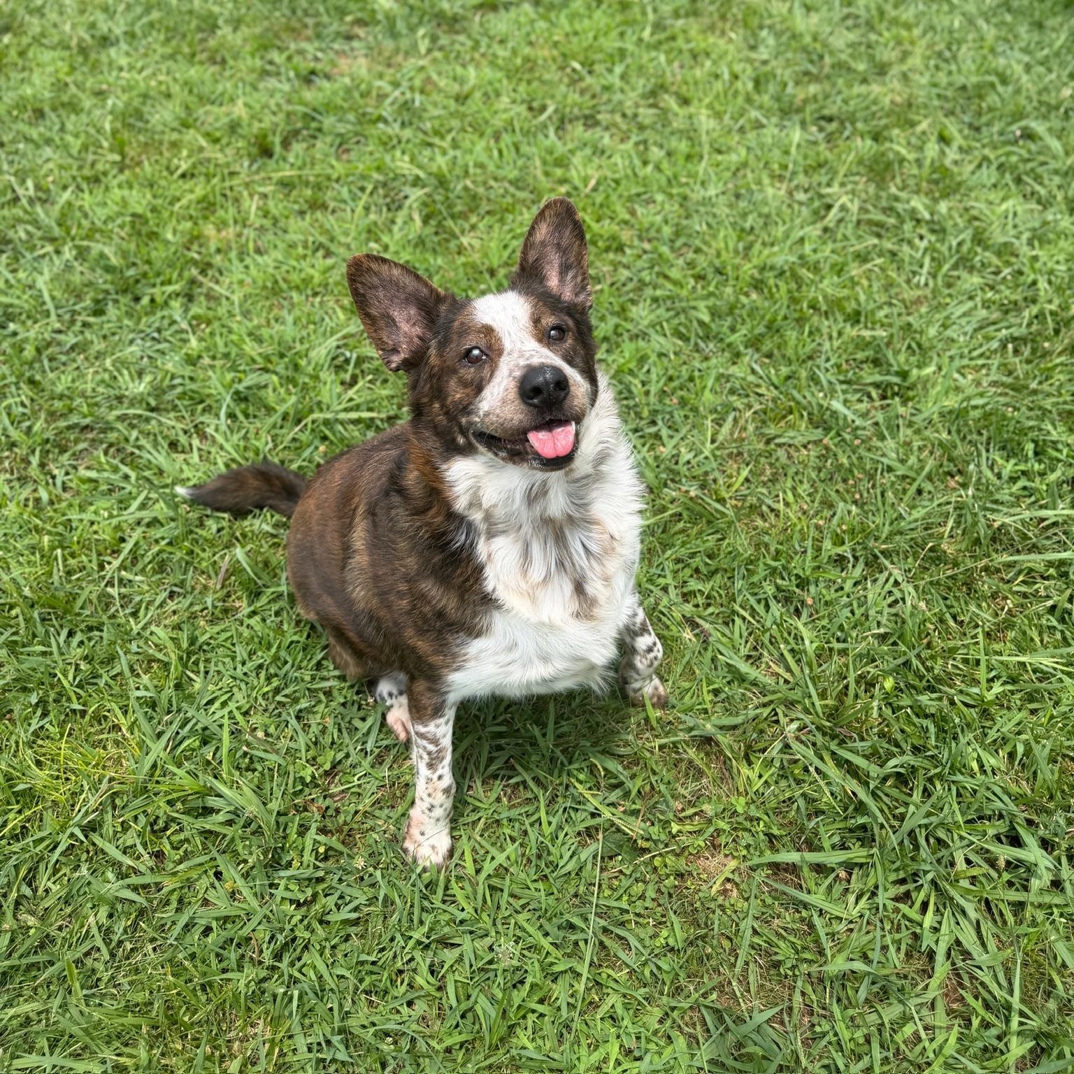 Gambit, a ADOPTABLE mixed breed in Lebanon, TN image 4/6