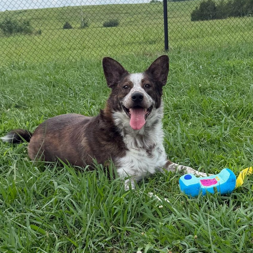 Gambit, ADOPTABLE, Young Male Australian Cattle Dog / Blue Heeler.