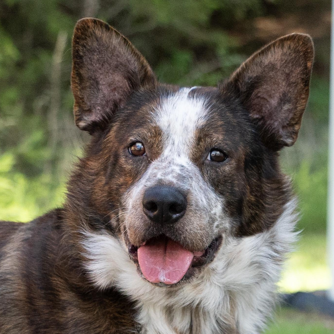 Gambit, ADOPTABLE, Young Male Australian Cattle Dog / Blue Heeler.