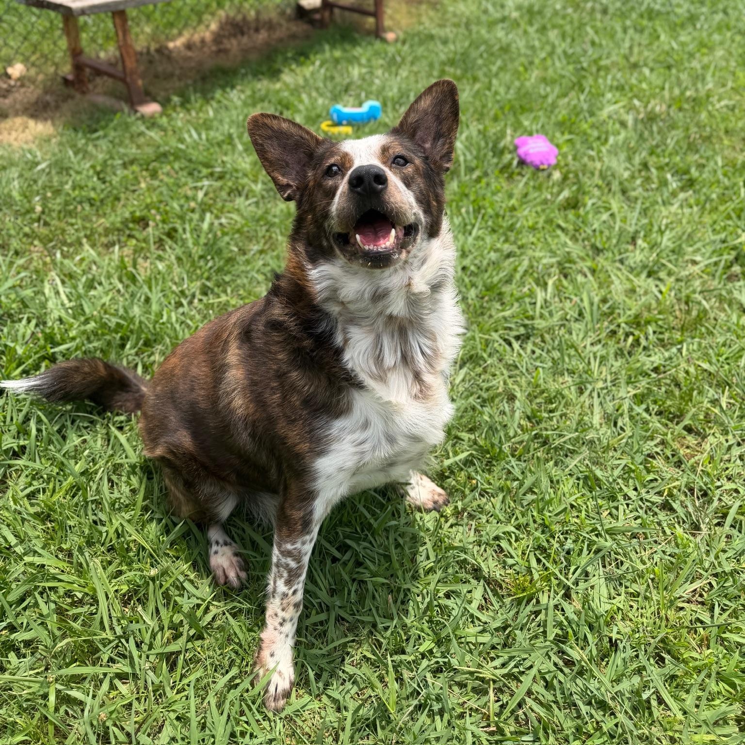 Gambit, a ADOPTABLE mixed breed in Lebanon, TN image 6/6