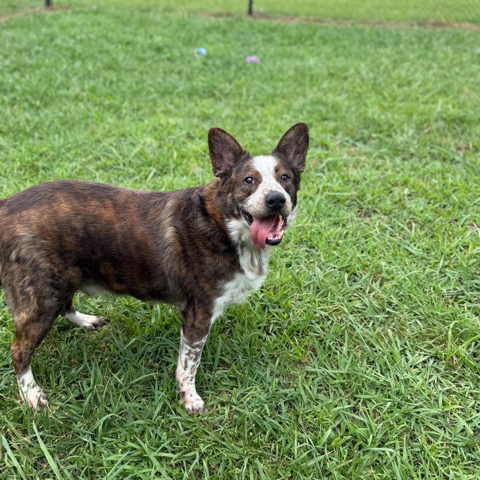 Gambit, a ADOPTABLE mixed breed in Lebanon, TN image 3/6