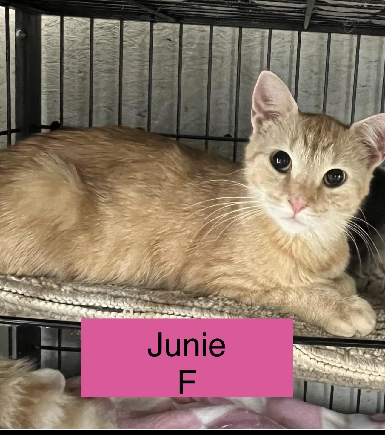 Enlarge Junie, a Adopted Domestic Short Hair in Sneads Ferry, NC image 1/1