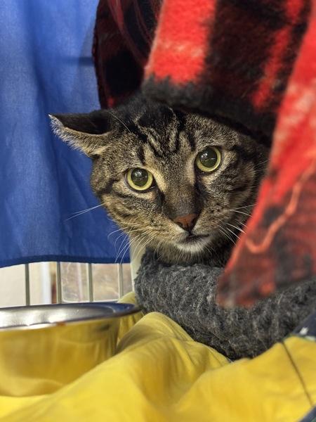 Enlarge Nickel, a Adoptable mixed breed in Sherwood, OR image 2/2