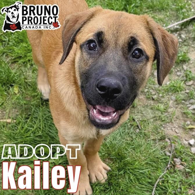 Kailey, Baby Female Mixed Breed