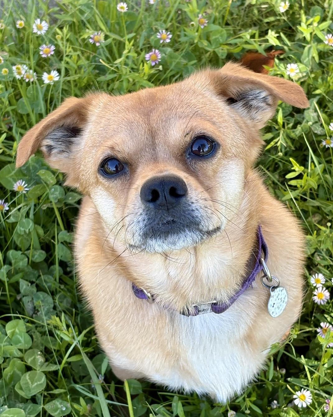 Luna, adopted, Adult Female Pug & Chihuahua.
