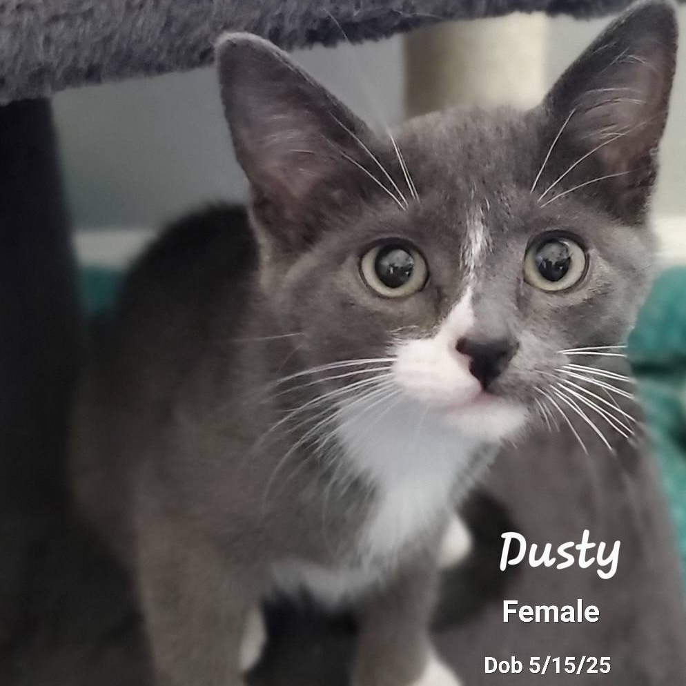 Dusty
