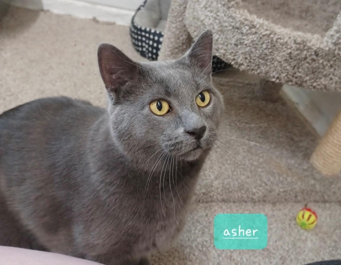 Enlarge ASHER, a Adoptable Domestic Short Hair in Walworth, WI image 2/2