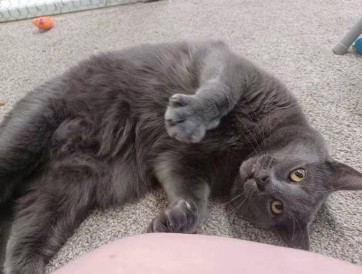 Enlarge ASHER, a Adoptable Domestic Short Hair in Walworth, WI image 1/2