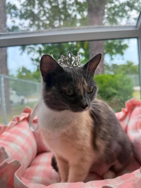 Enlarge Stevie, a ADOPTABLE American Shorthair in Wilmington, NC image 3/3