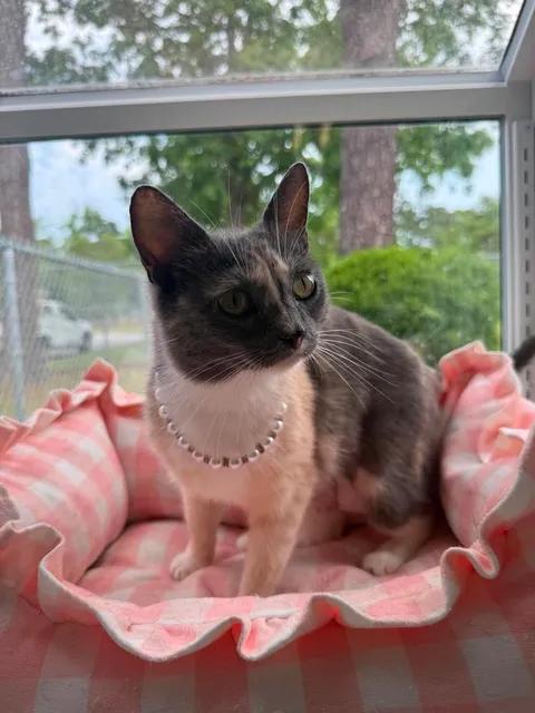 Enlarge Stevie, a ADOPTABLE American Shorthair in Wilmington, NC image 2/3