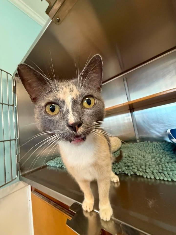 Enlarge Stevie, a ADOPTABLE American Shorthair in Wilmington, NC image 1/3